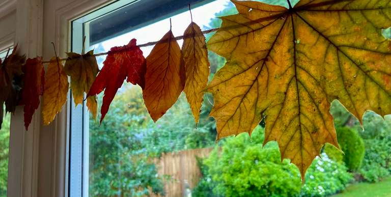 Close up of hanging leaves